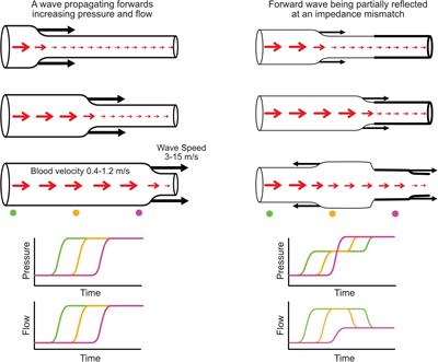 Measurement, Analysis and Interpretation of Pressure/Flow Waves in Blood Vessels